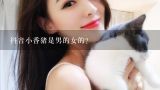 抖音小香猪是男的女的?